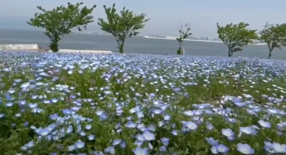 Maishima Ryokuchi Park