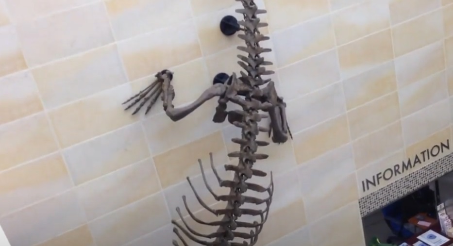 Museum of Osaka University