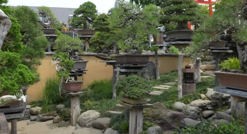Shunkaen Bonsai Museum